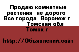 Продаю комнатные растения  не дорого - Все города, Воронеж г.  »    . Томская обл.,Томск г.